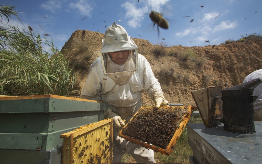 Apicultores Muria recolectando miel